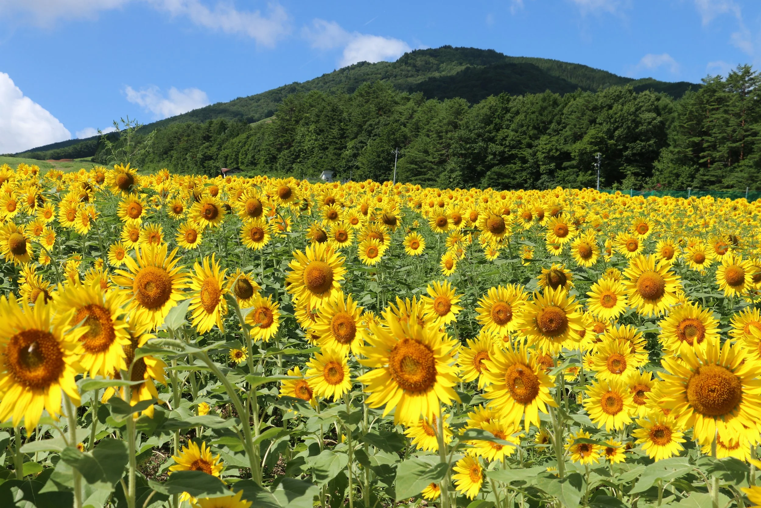 ひまわり園PhotoContest | Join the Photo Contest — Explore Kuguno